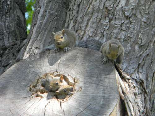 squirrel animals cute squirrels