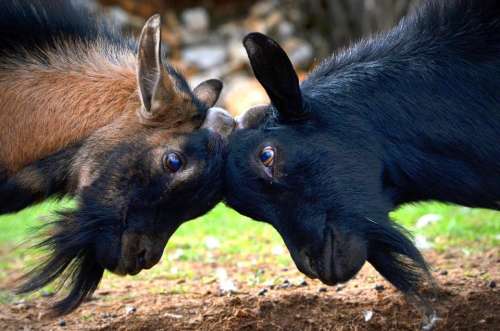 goats animals conflict fight love