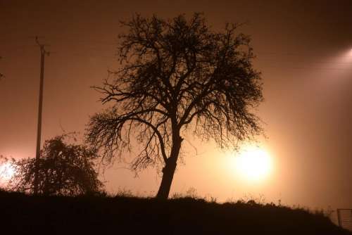 nightfall tree light spotlight night