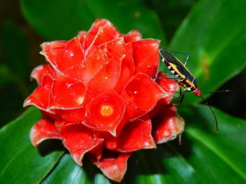 beatle bug insect red flower tropical
