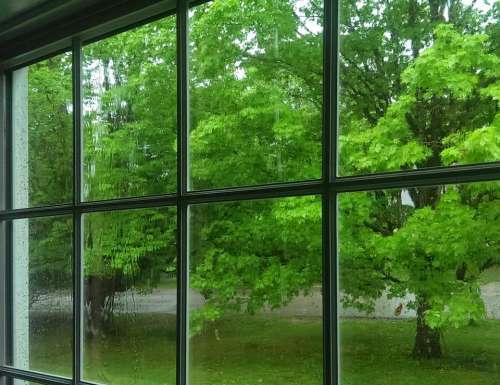 rain window distortion green maple