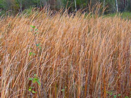 reeds grass tall
