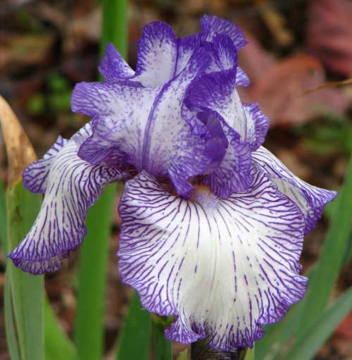 iris bearded iris purple violet white