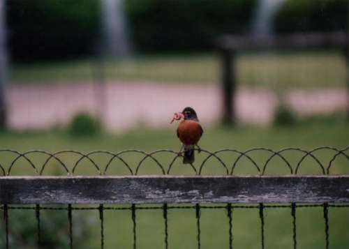 Robin bird fence