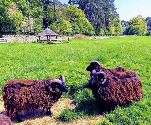 sheep rare breeds horns countryside rams