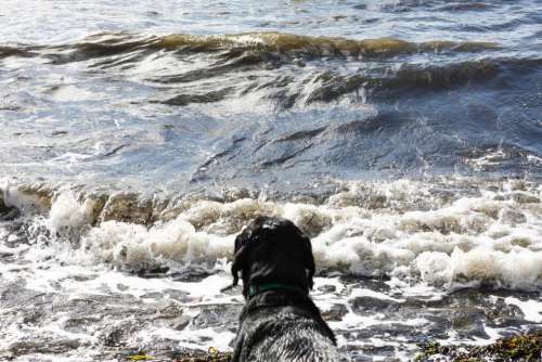 water waves beach dog labrador
