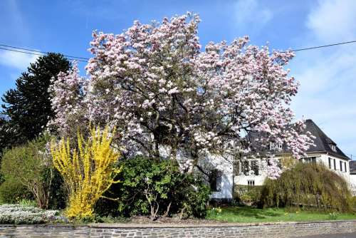 magnolia blossom tree flower pink