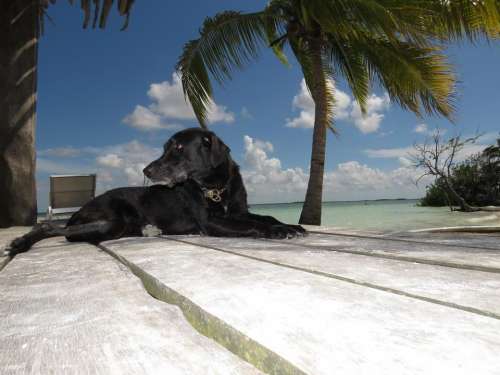 dog dock black clouds lagoon
