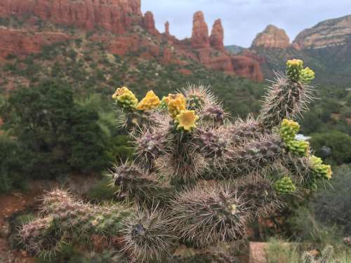 buckhorn cholla staghorn cactus bud