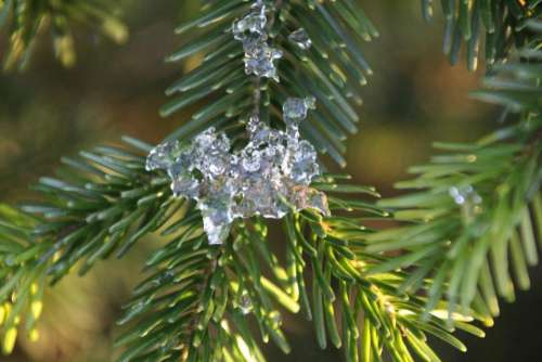 Ice pine tree winter