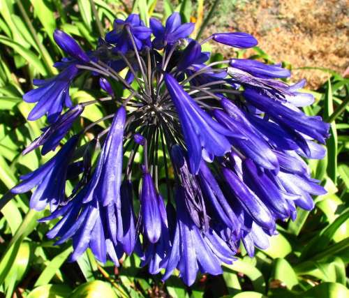 agapanthus blue flower plant nature
