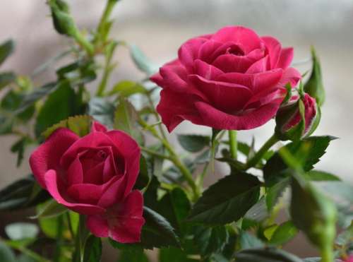 rose roses pink magenta flower