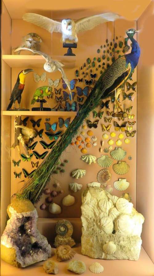 Cabinet of Curiosities Wunderkammer collection specimens birds