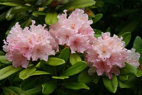 Spring pink rhododendron flower bloom