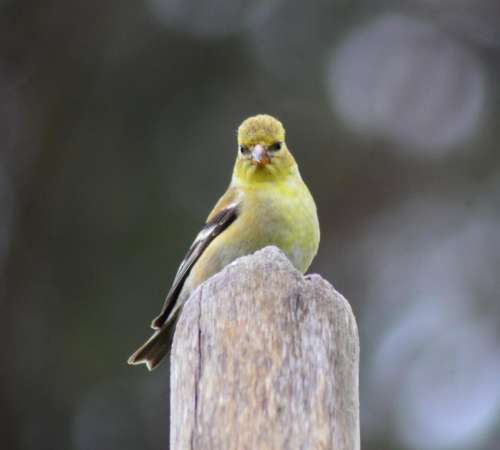American Goldfinch bird 