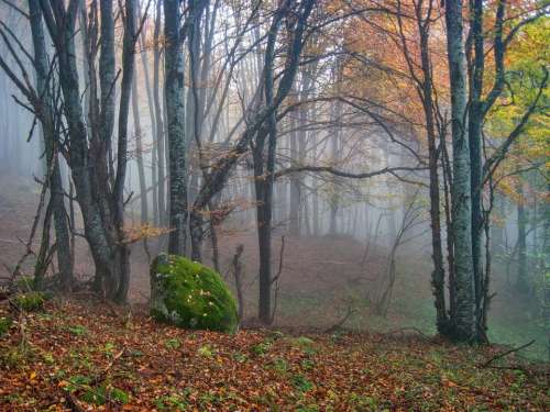 autumn forest stone leaves trees