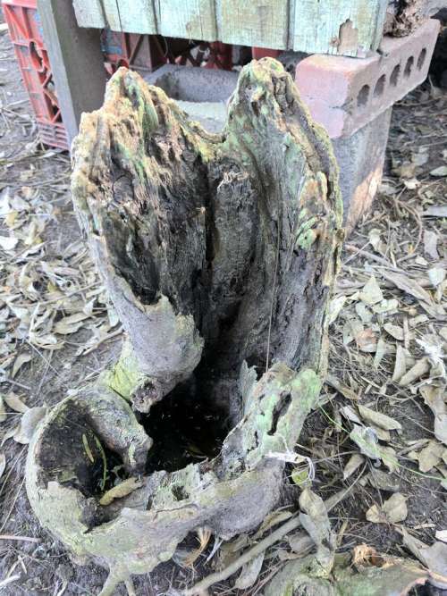 stump tree #treestump