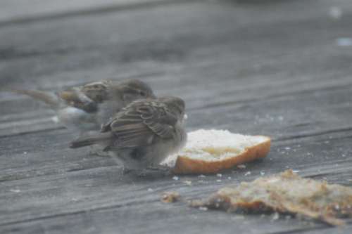 Sparrow birds feeding the birds bread