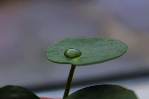 leaf drop water water drop surface