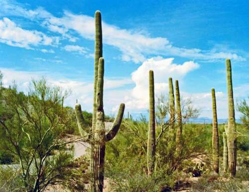cactus   desert dry   prickly   hot