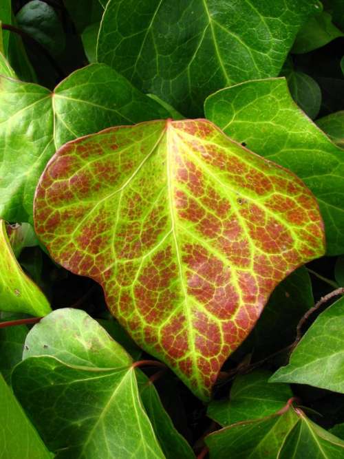 ivy ivy leaf leaf red green