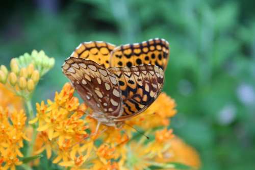 #butterfly #butterflies butterfly garden butterfly weed