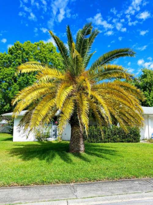 palm tree tropical fronds Florida