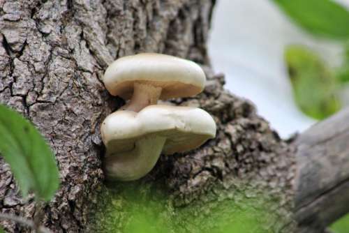plants nature mushrooms toadstools trees