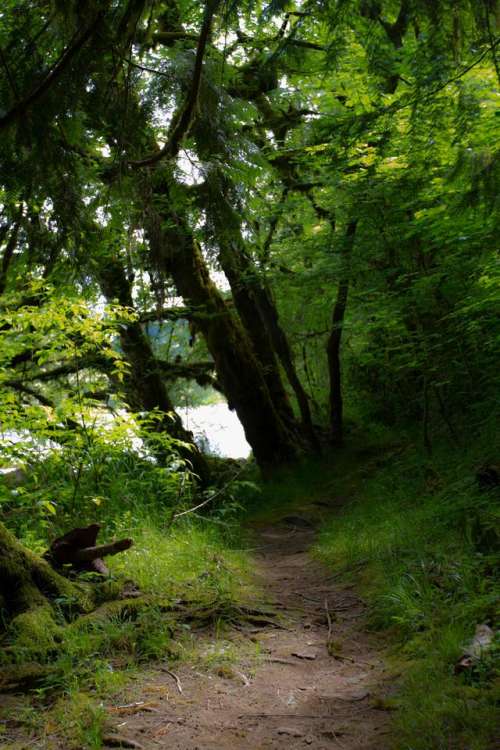 river Oregon forest water trees