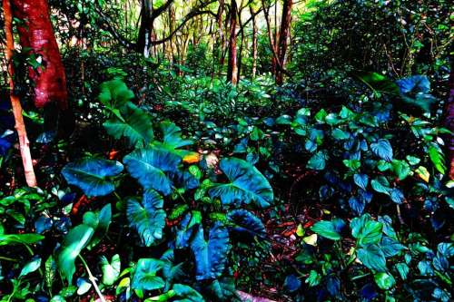 forest plant undergrowth leaves nature