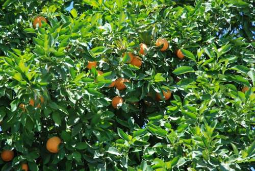tree oranges fruit citrus crop