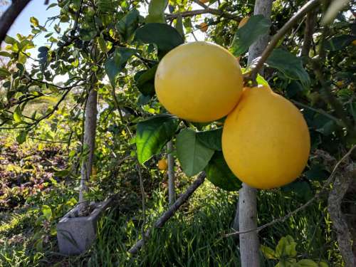 lemon Myer lemon tree citrus 