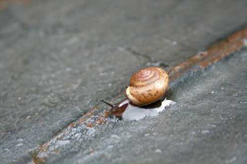 snail snails slow