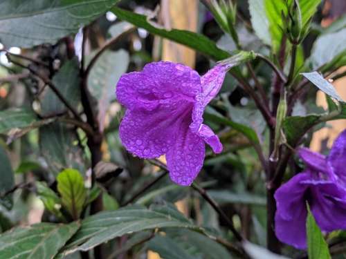 flower water.water droplets dew wet garden