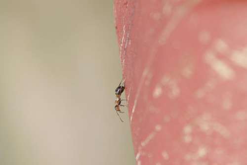 Ant insects insect nature macro 