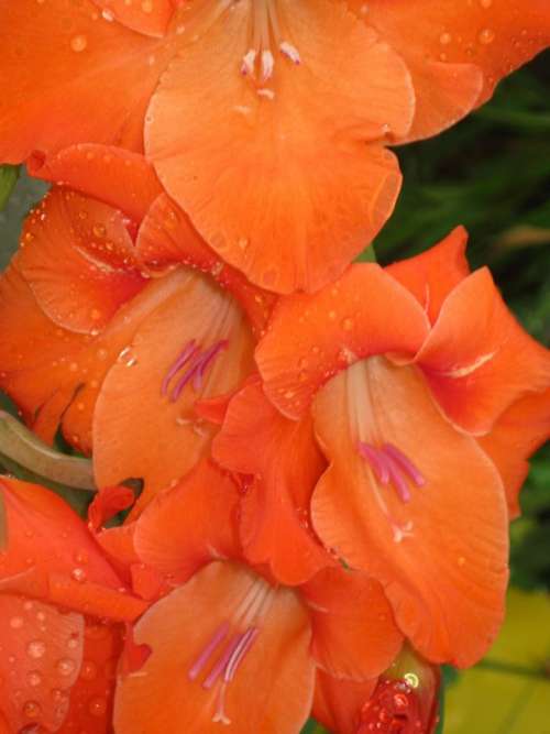 Flowers flower floral garden orange