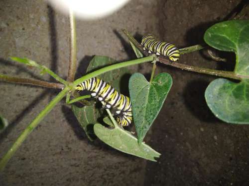Caterpillar monarch bug nature 