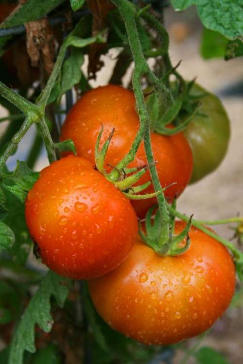 tomatoes vine fruit vegetable food