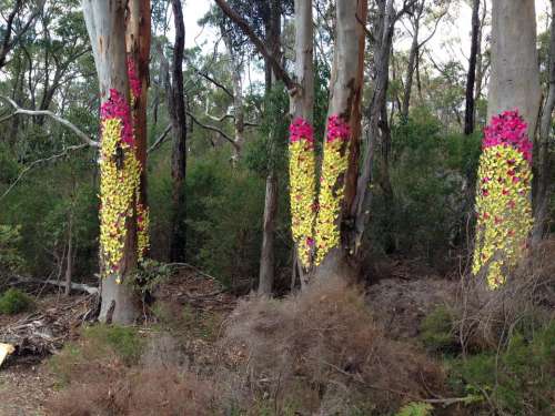 Western Australia trees paint