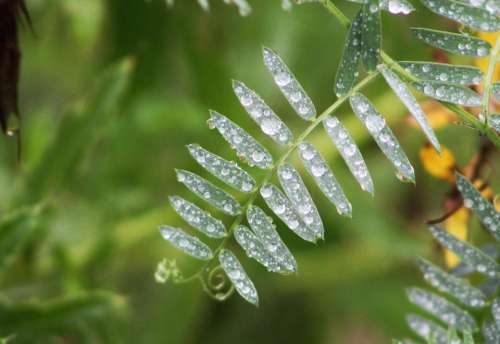 plants leaves bush water rain