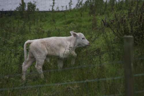 Calf Ireland White Cow Bovine