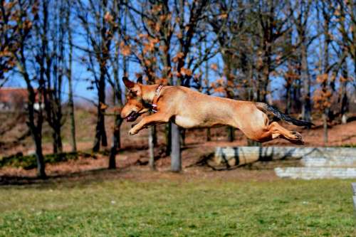 #dogwalking #dogs #flying dog jump spring