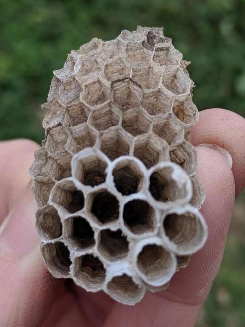 nest wasp nest texture cell #naturaltexture