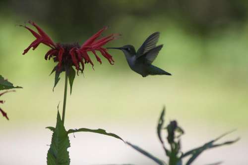 Hummingbird Flower Nature Flight Bird