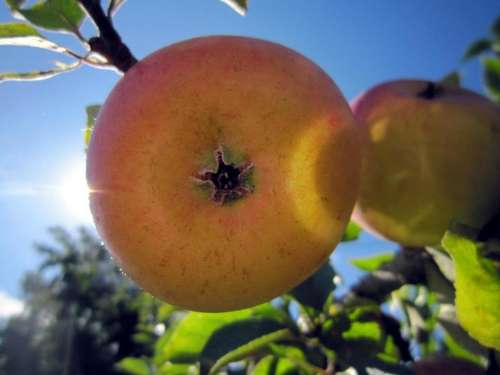 Autumn season harvest harvest time apple