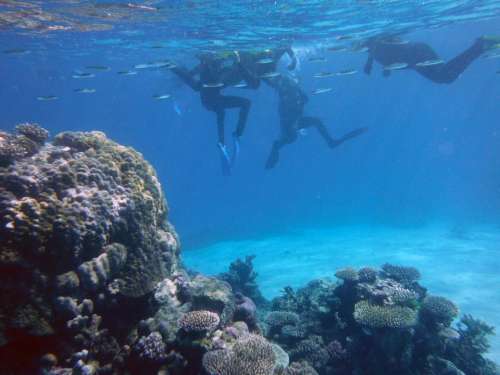 nzaus NZAUS Great barrier Reef Australia SCUBA diving