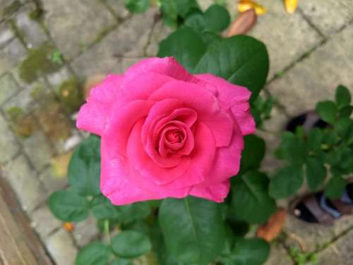 perfect red rose crimson flower pink