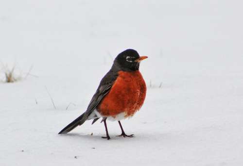animal bird winter robin red