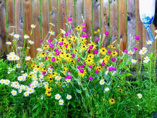 Flowers garden floral 