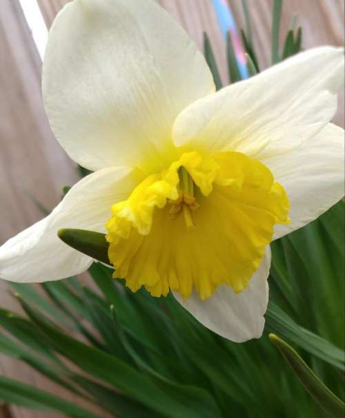 white daffodil narcissus spring bulb